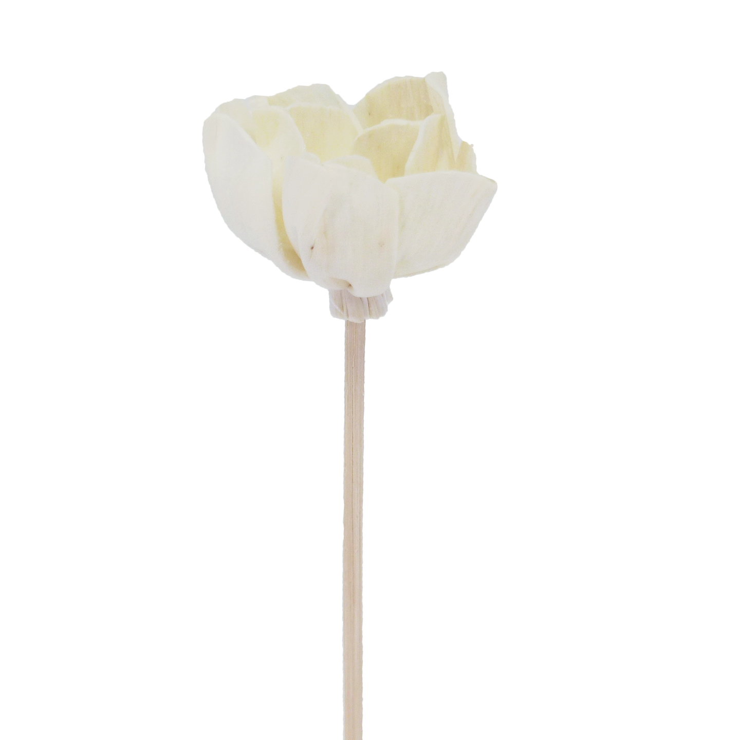 Fleur d'Andromède campanulée - Bâtonnet diffuseur en rotin-0